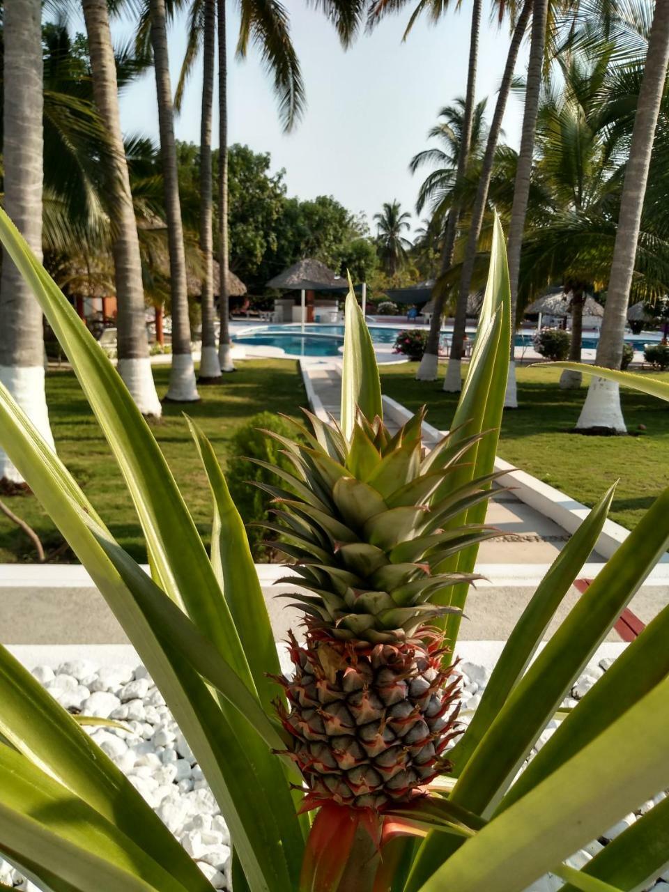 Hotel Y Club Campestre Altos Paraiso بويرتو إسكونديدو المظهر الخارجي الصورة